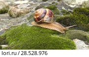 Улитка Achatina fulica движется по мху. Snail Achatina fulica moves on the moss. Стоковое видео, видеограф Евгений Романов / Фотобанк Лори