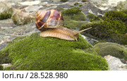 Улитка Achatina fulica движется по мху. Snail Achatina fulica moves on the moss. Стоковое видео, видеограф Евгений Романов / Фотобанк Лори