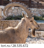 Close-up of Nubian Ibex (Capra nubiana) in desert, Makhtesh Ramon, Negev Desert, Israel. Стоковое фото, фотограф Keith Levit / Ingram Publishing / Фотобанк Лори