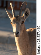 Close-up of Nubian Ibex (Capra nubiana) in desert, Makhtesh Ramon, Negev Desert, Israel. Стоковое фото, фотограф Keith Levit / Ingram Publishing / Фотобанк Лори