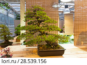 Бонсай - сосна мелкоцветковая, или белая японская сосна (Pinus parviflora). Возраст - около 100 лет. Выставка японских бонсай в Аптекарском огороде, Москва, ноябрь 2017. Редакционное фото, фотограф Сергей Рыбин / Фотобанк Лори