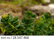 Inflorescence of Rhodiola rosea (commonly golden root, rose root or roseroot) Стоковое фото, фотограф Евгений Харитонов / Фотобанк Лори