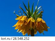 Рябчик императорский желтый (Fritillaria imperialis) Стоковое фото, фотограф Ольга Сейфутдинова / Фотобанк Лори