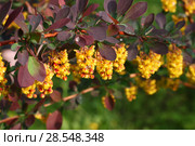 Цветет барбарис Тунберга (Барбарис Атропурпуреа, Atropurpurea, "барбарис краснолистный") Стоковое фото, фотограф Щеголева Ольга / Фотобанк Лори