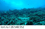 Couple filefish swims over coral reef, Scrawled Filefish, Broomtail Filefish or Scribbled Leatherjacket - Aluterus scriptus. Indian Ocean, Fuvahmulah island, Maldives, Asia (2018 год). Стоковое видео, видеограф Некрасов Андрей / Фотобанк Лори