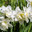 White narcissus (Narcissus poeticus) Стоковое фото, фотограф Ольга Сейфутдинова / Фотобанк Лори