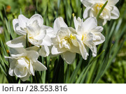 White narcissus (Narcissus poeticus) Стоковое фото, фотограф Ольга Сейфутдинова / Фотобанк Лори
