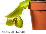 Dionaea muscipula potted on white background close up. Стоковое фото, фотограф Владимир Пойлов / Фотобанк Лори
