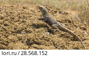 Степная агама в естественной среде обитания. Steppe Agama in habitat. Стоковое видео, видеограф Евгений Романов / Фотобанк Лори