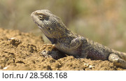 Степная агама в естественной среде обитания. Steppe Agama in habitat. Стоковое видео, видеограф Евгений Романов / Фотобанк Лори