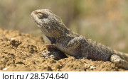 Степная агама в естественной среде обитания. Steppe Agama in habitat. Стоковое видео, видеограф Евгений Романов / Фотобанк Лори