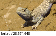 Степная агама в естественной среде обитания. Steppe Agama in habitat. Стоковое видео, видеограф Евгений Романов / Фотобанк Лори