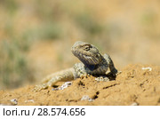 Степная агама в естественной среде обитания. Steppe Agama in habitat. Стоковое фото, фотограф Евгений Романов / Фотобанк Лори