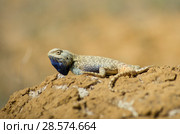 Степная агама в естественной среде обитания. Steppe Agama in habitat. Стоковое фото, фотограф Евгений Романов / Фотобанк Лори