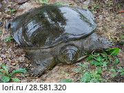 Дальневосточная черепаха или Китайский трионикс.  (Pelodiscus / Trionyx sinensis) Стоковое фото, фотограф syngach / Фотобанк Лори