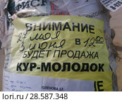 Столб с объявлениями в сельской местности. Продажа кур-молодок. Стоковое фото, фотограф Ирина Терентьева / Фотобанк Лори