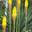Книфофия (Kniphofia) или тритома "Candle Light" Стоковое фото, фотограф Ирина Водяник / Фотобанк Лори