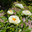 Пион межвидовой гибрид Лемон Шиффон. Herbaceous Peonies 'Lemon Chiffon' in flower. Стоковое фото, фотограф Ольга Сейфутдинова / Фотобанк Лори