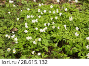 Ветреница дубравная (Anemone nemorosa) Стоковое фото, фотограф Ольга Сейфутдинова / Фотобанк Лори