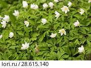 Ветреница дубравная (Anemone nemorosa) Стоковое фото, фотограф Ольга Сейфутдинова / Фотобанк Лори