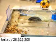 Amber cutting machine. Стоковое фото, фотограф Parmenov Pavel / Фотобанк Лори