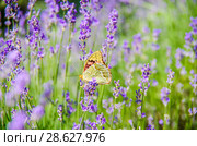 Бабочка Перламутровка Пандора (лат. Argynnis pandora) на цветке лаванды. Стоковое фото, фотограф Natalia Sidorova / Фотобанк Лори