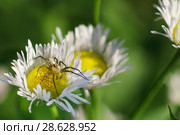 Паук-рысь Oxyopes lineatus на цветках Мелколепестника или Тонколучника однолетнего (лат. Erigeron или Phalacroloma annuus) — травянистого растения семейства Сложноцветные (Compositae). Охотник в засаде. Стоковое фото, фотограф Наталья Гармашева / Фотобанк Лори