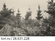 Немецкие солдаты оборудуют блиндаж в лесу. Стоковое фото, фотограф WWII / Фотобанк Лори
