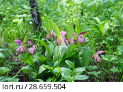 Bush of rare specieswild orchids grandiflora Lady's Slipper (Cypripedium ventricosum) in the forest. Стоковое фото, фотограф Светлана Попова / Фотобанк Лори