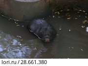 Нутрия в воде, желтые зубы, болотный бобр. Стоковое фото, фотограф Кузнецов Максим / Фотобанк Лори