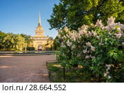 Санкт-Петербург. Адмиралтейство и сирень. Bushes of white lilacs near the Admiralty (2018 год). Стоковое фото, фотограф Baturina Yuliya / Фотобанк Лори