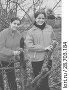 women inarching branch to tre. Стоковое фото, фотограф Яков Филимонов / Фотобанк Лори