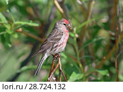 Обыкновенная чечётка, или просто чечётка (лат. Carduelis flammea). Самец птицы на ветвях ивы, Ямало-Ненецкий автономный округ. Стоковое фото, фотограф Григорий Писоцкий / Фотобанк Лори