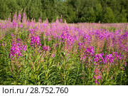 Цветущий Иван-чай (Chamerion angustifolium) солнечным летним днем. Стоковое фото, фотограф Виктор Карасев / Фотобанк Лори