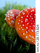 Mushrooms Fly agaric in summer forest. Стоковое фото, фотограф ElenArt / Фотобанк Лори