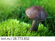 Mushrooms in summer forest. Стоковое фото, фотограф ElenArt / Фотобанк Лори