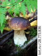 Mushrooms in summer forest. Стоковое фото, фотограф ElenArt / Фотобанк Лори