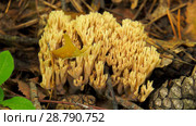 Fungus Ramaria. Грибы рогатики. Стоковое фото, фотограф Евгений Романов / Фотобанк Лори