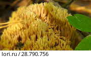 Fungus Ramaria. Грибы рогатики. Стоковое фото, фотограф Евгений Романов / Фотобанк Лори