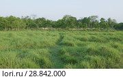 Rainforest in Chitwan national park, Nepal (2018 год). Редакционное видео, видеограф Dzmitry Astapkovich / Фотобанк Лори