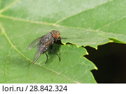 Муха домашняя или комнатная (лат. Musca domestica) - семейство настоящих мух (лат. Muscidae) на зеленом листе. Синантроп. Стоковое фото, фотограф Наталья Гармашева / Фотобанк Лори
