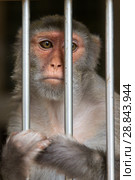 Обезьяна в клетке. Rhesus Macaque - Macaca mulatta (2018 год). Стоковое фото, фотограф Евгений Ткачёв / Фотобанк Лори