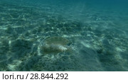 Upside Down Jellyfish Cassiopea andromeda swim over sandy bottom (Underwater shot, 4K / 60fps) Стоковое видео, видеограф Некрасов Андрей / Фотобанк Лори