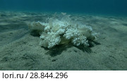 Upside Down Jellyfish Cassiopea andromeda is sitting on sandy bottom (Underwater shot, 4K / 60fps) Стоковое видео, видеограф Некрасов Андрей / Фотобанк Лори