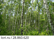 Березовая роща. Россия, лето, июль. Стоковое фото, фотограф Щеголева Ольга / Фотобанк Лори
