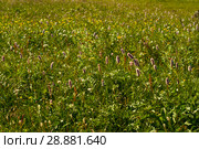 Natural background - alpine meadow motley grass with rosy inflorescences of snakeroot. Стоковое фото, фотограф Евгений Харитонов / Фотобанк Лори