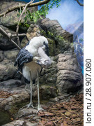 marabou stork (Leptoptilos crumenifer) -- large wading bird in the stork family Ciconiidae. Стоковое фото, фотограф Владимир Журавлев / Фотобанк Лори