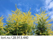 Кёльрейтерия метельчатая (лат. Koelreuteria paniculata). Желтые цветы растения на фоне синего неба. Стоковое фото, фотограф Григорий Писоцкий / Фотобанк Лори