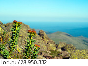 Flowering plant golden root (Rhodiola rosea) in a natural environment. Стоковое фото, фотограф Евгений Харитонов / Фотобанк Лори