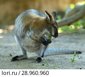 Red-necked wallaby or Bennett's wallaby (Macropus rufogriseus) with twig. Стоковое фото, фотограф Валерия Попова / Фотобанк Лори
